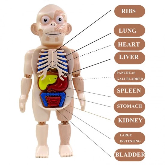 مجسم جسم الإنسان مع الأعضاء الداخلية