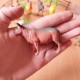 مجسمات حيوانات المزرعة متوسطه 12 قطعة