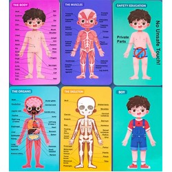 بازل تشريح جسم الإنسان ولد